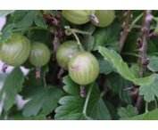 Ribes uva-crispa 'Whitesmith'