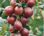 Ribes u.-c. 'Whinham's Industry'