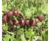 Ribes u.-c. 'Xenia''