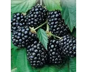 Rubus frut. 'Asterina'
