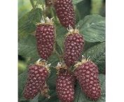 Rubus 'Boysenberry'