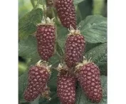 Rubus 'Boysenberry'