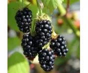 Rubus frut. 'Black Satin'