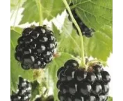 Rubus frut. 'Chester Thornless'