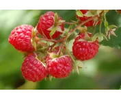 Rubus 'Dorman red'