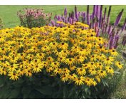 Rudbeckia f. 'Goldschirm'