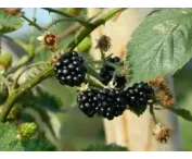 Rubus frut. 'Himalaya'