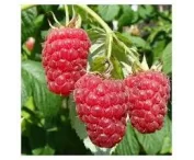 Rubus idaeus 'Autumn Bliss'