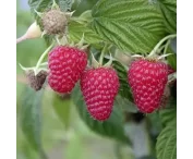 Rubus idaeus 'Autumn First'