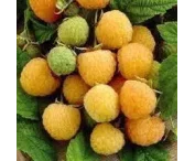 Rubus idaeus 'All Gold'
