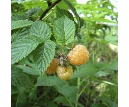 Rubus idaeus 'Blondy'