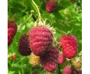 Rubus idaeus 'Cascade Delight'