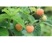 Rubus idaeus 'Fallgold'