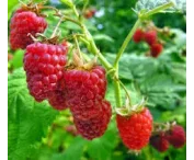 Rubus idaeus 'Glen Ample'