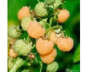 Rubus idaeus 'Golden Bliss'