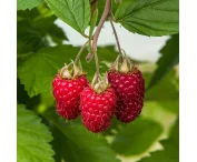 Rubus idaeus 'Glen Carron'