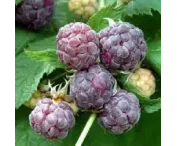 Rubus idaeus 'Glen Coe'