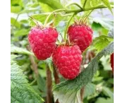 Rubus idaeus 'Glen Dee'