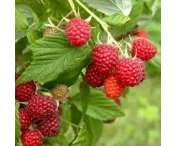 Rubus idaeus 'Glen Fyne'