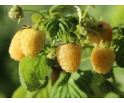Rubus idaeus 'Golden Queen'