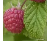 Rubus idaeus 'Haida'