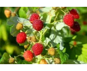 Rubus idaeus 'Héritage'