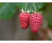 Rubus idaeus 'Marwé'