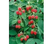 Rubus idaeus 'Meeker'