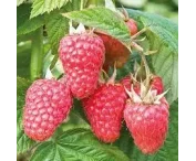 Rubus idaeus 'Malling Juno'