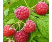 Rubus idaeus 'Mormorshallon'