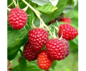 Rubus idaeus 'Malling Promise'