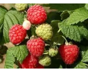 Rubus idaeus 'Octavia'