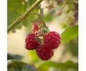 Rubus idaeus 'Ottawa'