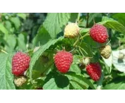 Rubus idaeus 'Polka'