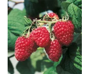 Rubus idaeus 'Preussen'