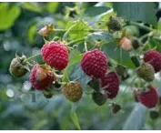 Rubus idaeus 'Schönemann'