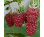 Rubus idaeus 'Tulameen Pearl'