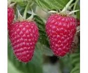 Rubus idaeus 'Tulameen'