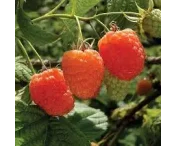 Rubus idaeus 'Valentina' ®