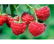 Rubus idaeus 'Willamette'