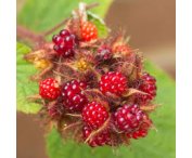 Rubus 'Japanse Wijnbes'