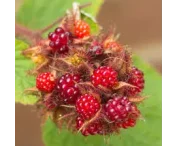 Rubus 'Japanse Wijnbes'