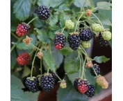 Rubus frut. 'Little Black Prince'