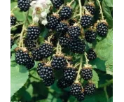 Rubus frut. 'Loch Ness'