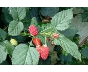 Rubus log. 'Logan'