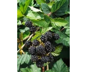 Rubus frut. 'Merton Thornless'