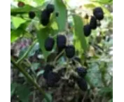 Rubus frut. 'Navaho'