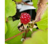 Rubus pectinarioides 'Hara'