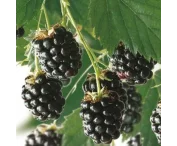 Rubus frut. 'Reuben'