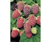 Rubus 'Tayberry'